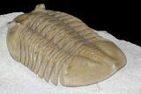 Asaphus Lepidurus Trilobite - Gorgeous Specimen #99260-5